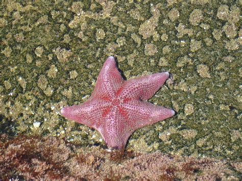 Pink starfish | Pink love, Nature art, Starfish