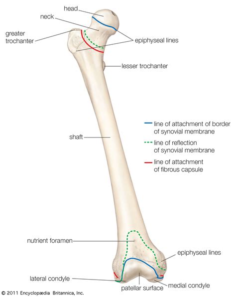 femur | Definition, Function, Diagram, & Facts | Britannica