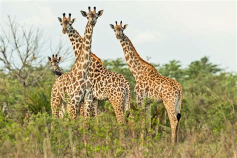 Best Places to See Giraffe in Africa | Giraffe Safari | Go2Africa