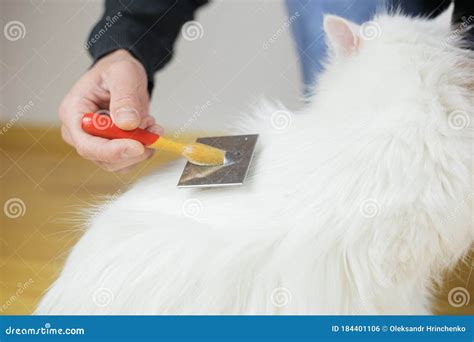 Cat Combing. Long Hair, Cat`s Hairstyle Stock Photo - Image of grooming ...