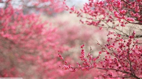 cherry Blossom, Japan, Flowers, Pink Flowers Wallpapers HD / Desktop and Mobile Backgrounds