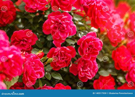 Pink Rose Bushes Blooming Garden Summer Stock Photo - Image of decor ...