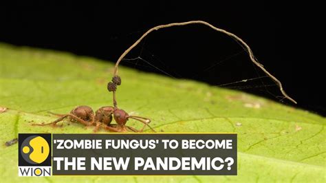 Zombie Fungus: Fungal pandemic can turn humans into zombies? | World ...