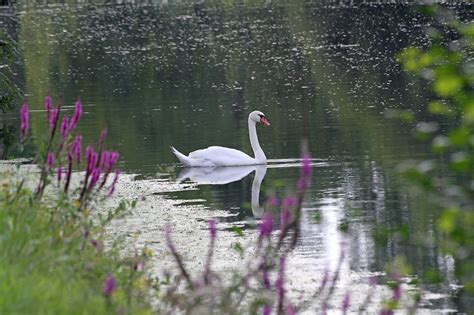 Swan,lake,white,majestic,white swan - free image from needpix.com