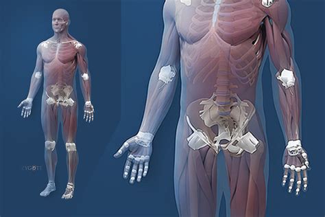 Zygote::(CAD) 3D Male Muscular Skeletal Model | Medically Accurate