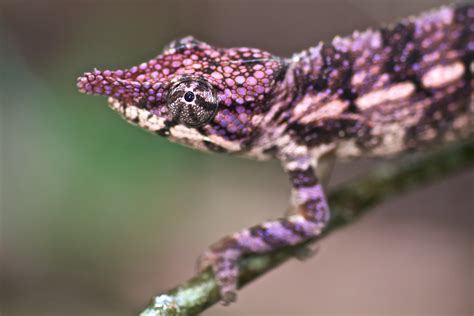 purple chameleon (Furcifer rhinoceratus) | Found during a da… | Flickr