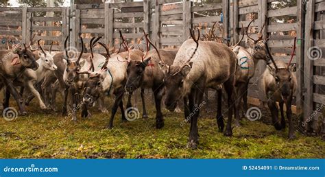 Reindeer herding stock image. Image of antler, food, divide - 52454091