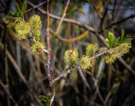 Coyote willow | Also known as sandbar willow or narrowleaf w… | Flickr