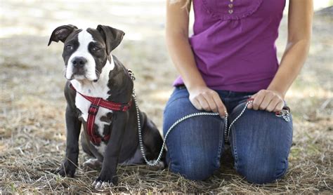 Top 7 Best Dog Training Leash for Puppies and Dogs in 2024