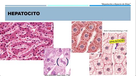 Histología del Hepatocito y Espacio de Disse - YouTube