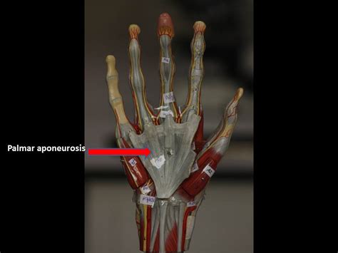 Hand | YEDİTEPE ANATOMY LAB