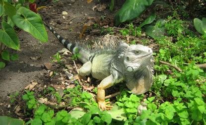 Green Iguana Facts and pictures | Reptile Fact