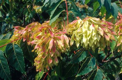 Tree of Heaven Seeds - Stock Image - F031/2496 - Science Photo Library