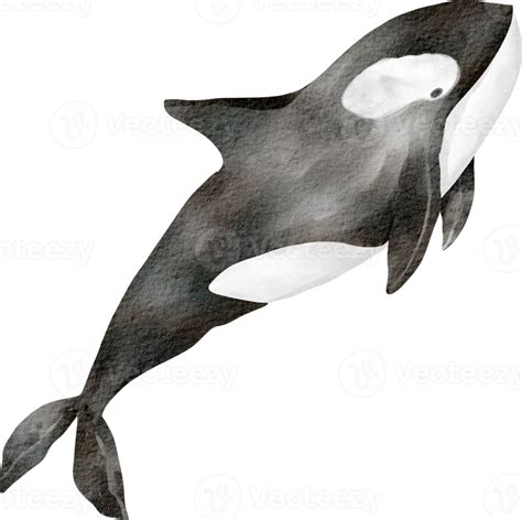 watercolor whale sea animal 16541943 PNG