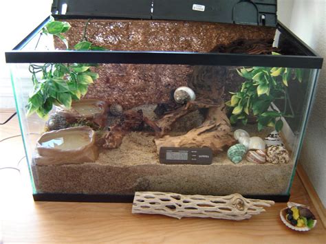 DSC06078.JPG 1,600×1,200 pixels | Hermit crab, Hermit crab habitat ...