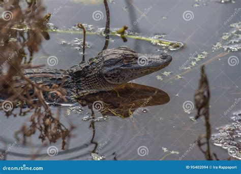 Baby Alligator stock photo. Image of immutture, reptile - 95402094