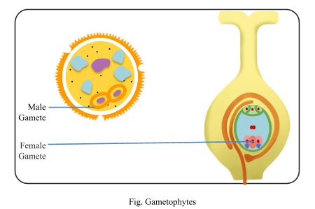 1. The male and female gametes in angiosperms are produced in the ...a ...