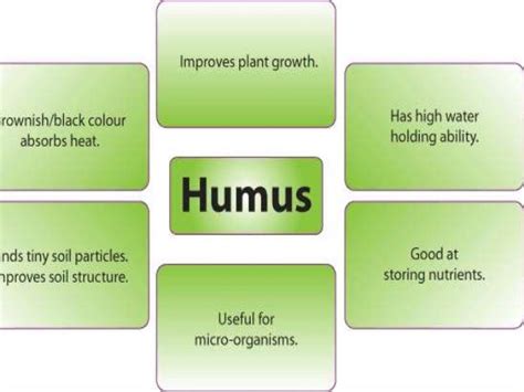 Process of humus formation