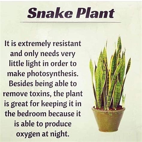 Pin by Kristi Lehman on My Flowers, Trees, & Plants in 2020 | Snake plant, Plant benefits, Snake ...