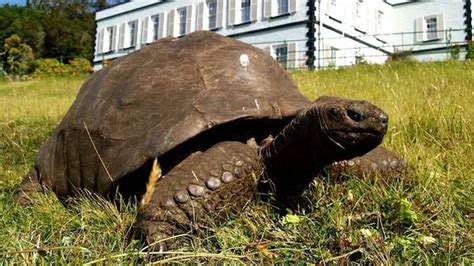 Os 10 animais terrestres mais velhos do mundo | Comportamento | Vida de Bicho