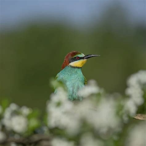 European Bee-Eater - Facts, Diet, Habitat & Pictures on Animalia.bio