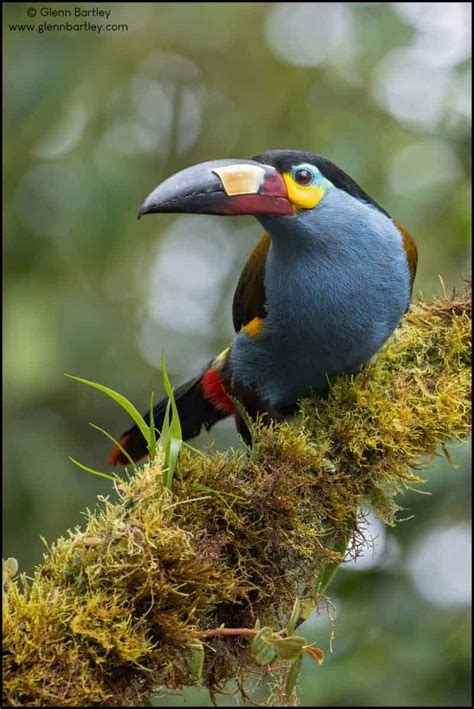 Plate-billed Mountain Toucan | Focusing on Wildlife