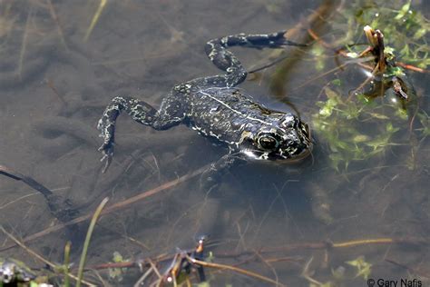 Black Toad - Anaxyrus exsul Breeding, Eggs, and Tadpoles