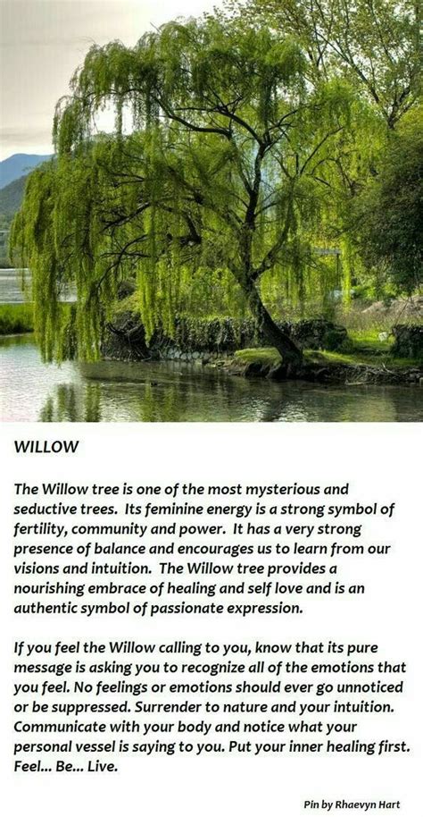 Pin by Raine Guo on tattoos | Willow tree tattoos, Willow tree, Weeping willow tree