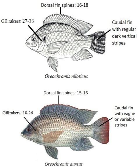 Figure 3 from First record of the Nile tilapia Oreochromis niloticus (Linnaeus, 1758), from the ...