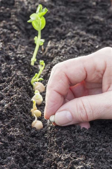 How to Plant Snow Peas in Your Garden (Tricks to Care!)