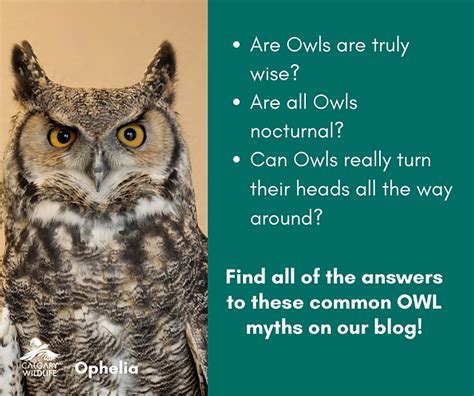 Owl Symbolism Meaning Spirit, Totem, Power Animal Spirit, 53% OFF
