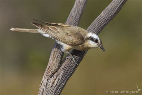 Black eared cuckoo - Alchetron, The Free Social Encyclopedia