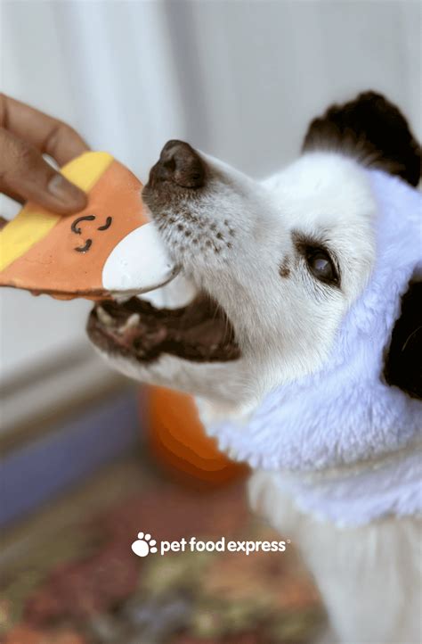 Dog Friendly Trick or Treat Goodies