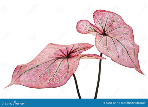 Pink Leaves Green Veins of Caladium Plant Isolated on White Background Stock Image - Image of ...