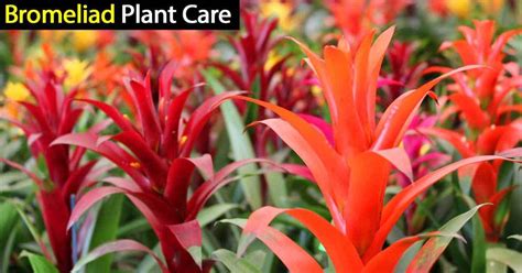 Bromeliad Care: How To Tips On Growing Bromeliad Plants