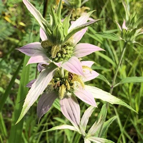 Monarda punctata – Gino's Nursery