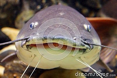 Smiling Catfish Stock Photo - Image: 3545670