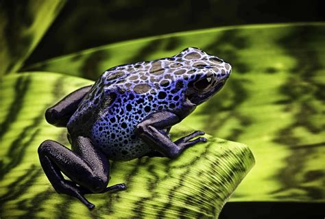 The World's Most Poisonous Frogs - Animals Around The Globe