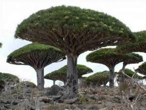 The Oldest Living Tree– Old Tjikko | Save Trees