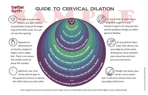 Cervix Dilation: Printable Guide - Better Birth Blog