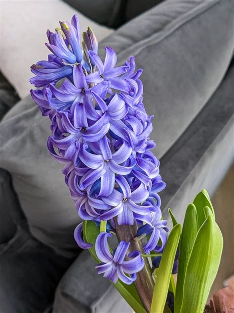 Hyacinth-Flowers-Blooming-4 - By Brittany Goldwyn | Live Creatively