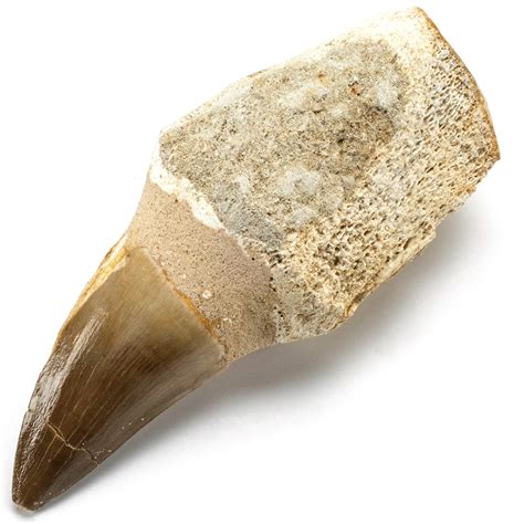 Buy KALIFANO Authentic Fossilized Prehistoric Mosasaur Tooth from Morocco - Mosasaurus Teeth for ...