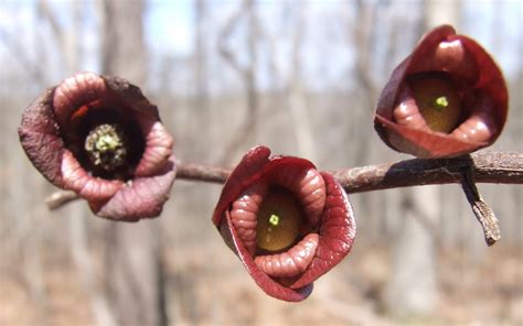 Springfield Plateau: Pawpaw Flowers