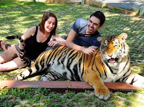 Tiger Kingdom Tour Phuket Nature & Wildlife Areas • Zoos