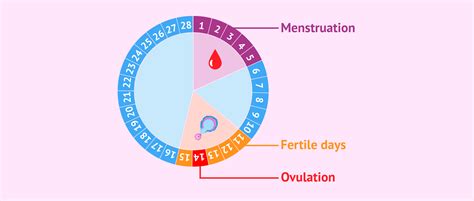 Ovulation and fertile days