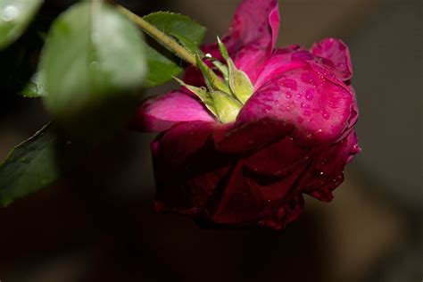 Rose in Water · Free Stock Photo