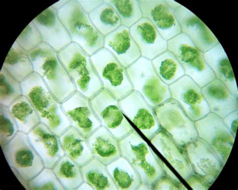 Plant Cells - normal and plasmolyzied: biotexan — LiveJournal