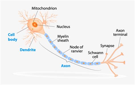 Structure Of A Typical Neuron - Typical Neuron PNG Image | Transparent PNG Free Download on SeekPNG