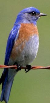 WESTERN BLUEBIRD - The Texas Breeding Bird Atlas