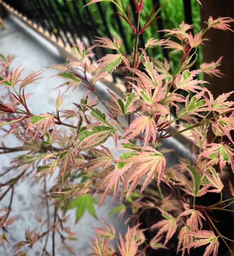 Butterfly Japanese Maple: Simple Bonsai Care Steps